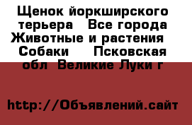 Щенок йоркширского терьера - Все города Животные и растения » Собаки   . Псковская обл.,Великие Луки г.